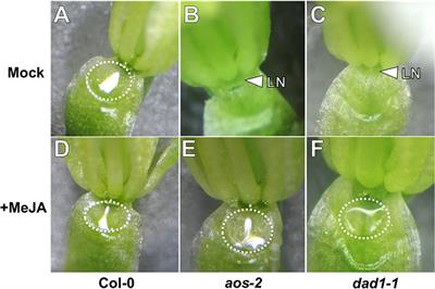 The Octadecanoid Pathway, but Not COI1, Is Required for <mark class="highlighted">Nectar</mark> Secretion in Arabidopsis thaliana